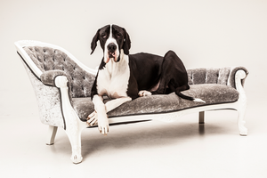 Pet Photography - Exclusive Photography Perth/Brisbane