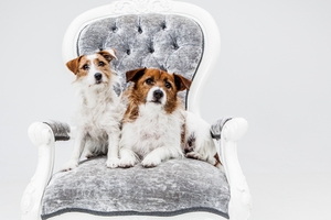 Cute Pet Photography - Exclusive Photography Perth/Brisbane