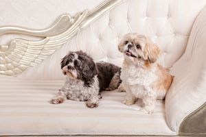 Tiffany & Chanel Pet Photography - Exclusive Photography Perth/Brisbane