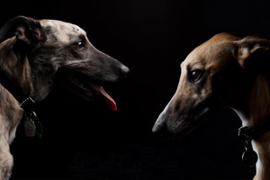 Best Buds Pet Photography - Exclusive Photography Perth/Brisbane